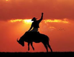 Bull Riding in Sunset